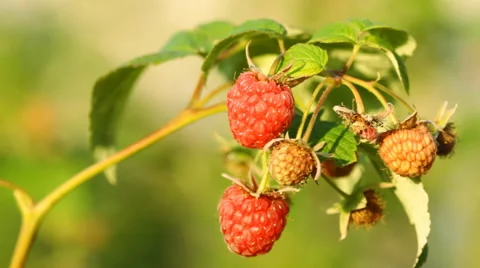 Red raspberry on the branch Video stock 42739128