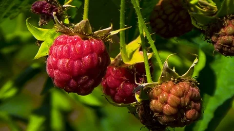Red raspberry on a branch Stock Footage 97856199