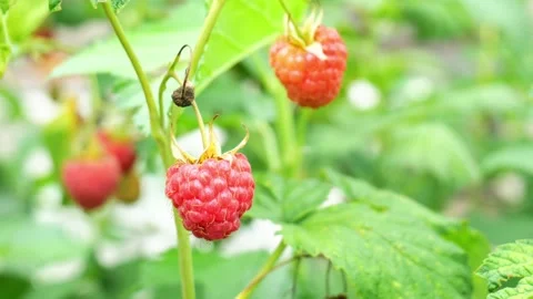 Red raspberry branch on green blurred background Stock Footage 156760572