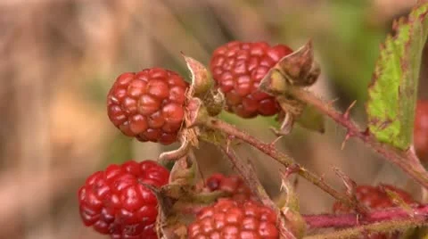 Red raspberry on bush Stock Footage 12211846