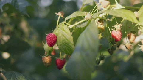 Red raspberry close up Stock Footage 247335208