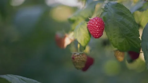 Red raspberry close up Video stock 248283576