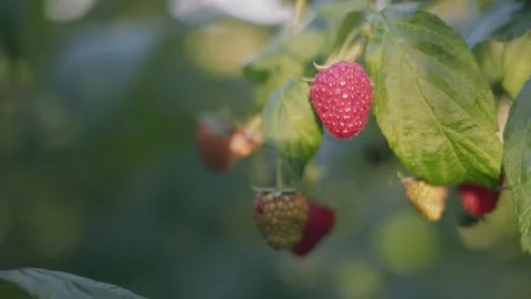 Red raspberry close up Stock Footage 248521249