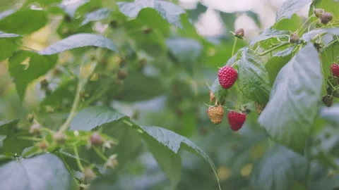 Red raspberry close up Video stock 248754924