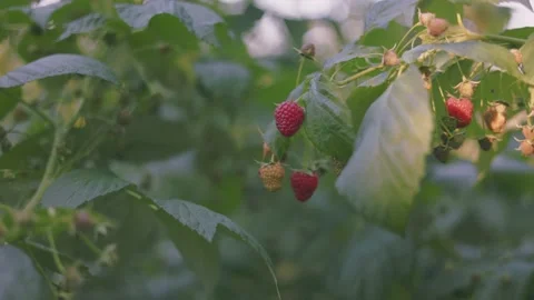 Red raspberry close up Stock Footage 250313533