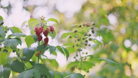 Red raspberry close up Stock Footage 251142972