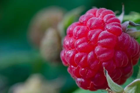 Red raspberry close-up hanging on a branch of a raspberry bush in the garden Stock Photos