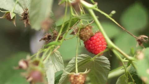 Red raspberry fruit 4k Stock Footage 83275299