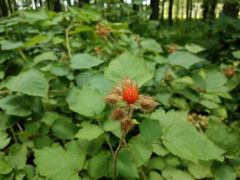 Red raspberry fruit on plant with green leaves Stock Photos