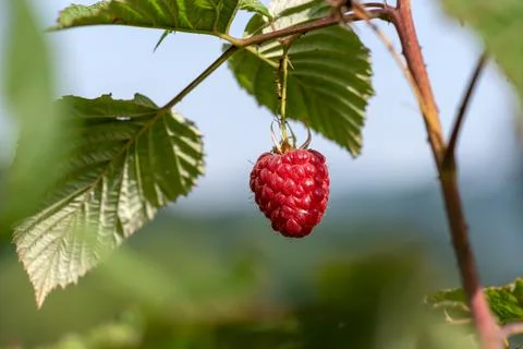 Red raspberry in garden Stock Photos