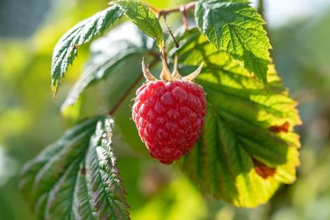 Red raspberry in garden Stock Photos
