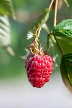 Red raspberry in garden Foto stock