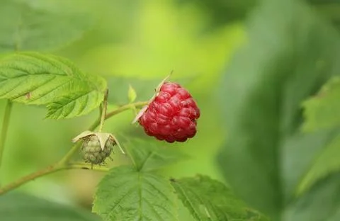 Red raspberry in the garden Stock Photos