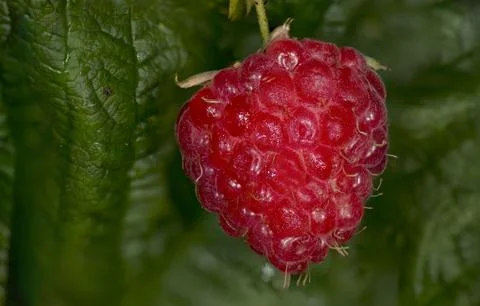 Red raspberry on green leaf background Stock Photos