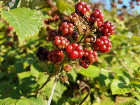 Red Raspberry In Green Nature Stock Photos