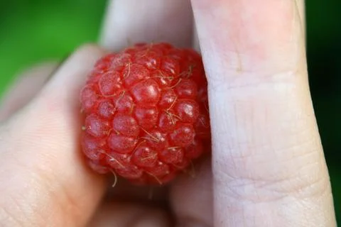 Red raspberry in hand Stock Photos