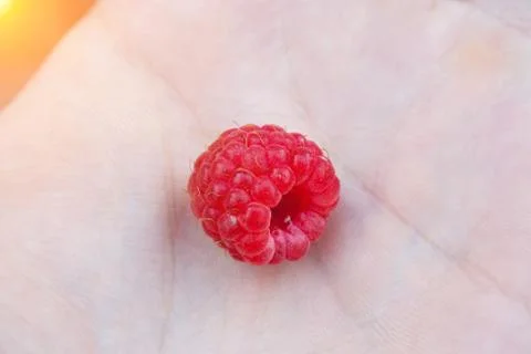 Red raspberry on hand Stock Photos