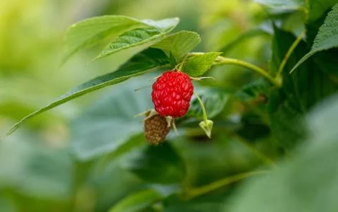 A red raspberry is hanging from a green leaf Stock Photos