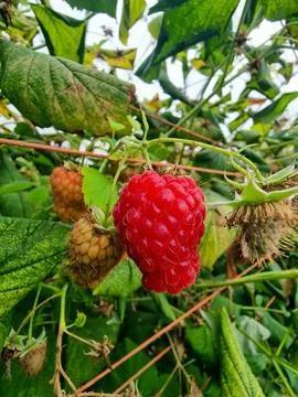 A red raspberry is hanging from a plant Stock Photos