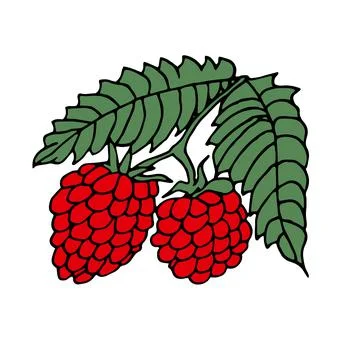 Red raspberry Illustrazione stock