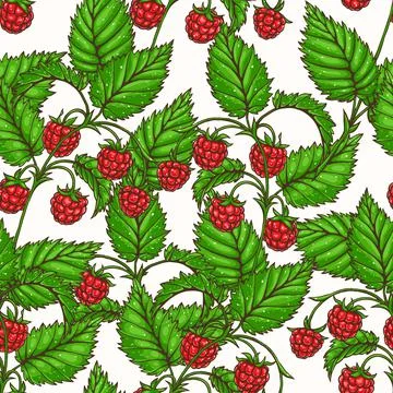 Red raspberry Stockillustratie