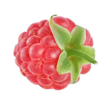 Red raspberry isolated on white background Stock Photos