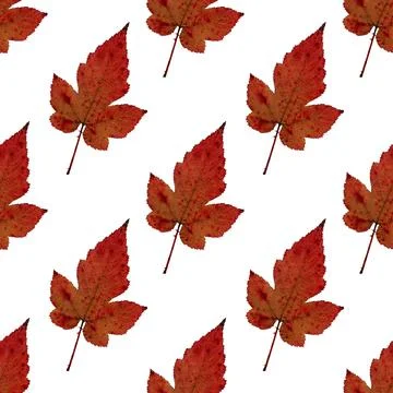 Red raspberry leaf pattern herbarium イラスト素材