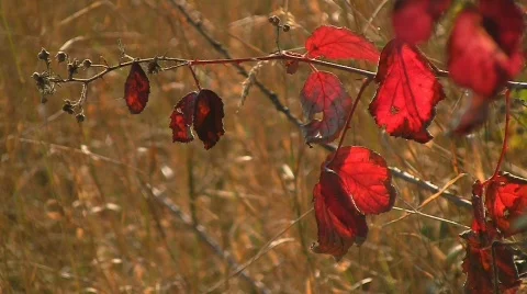 Red raspberry leaves in fall Stock Footage 520485