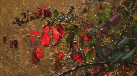 Red raspberry leaves Stock Footage 520505