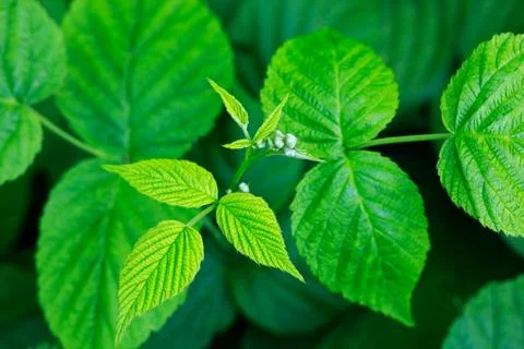 Red raspberry leaves Stock Photos
