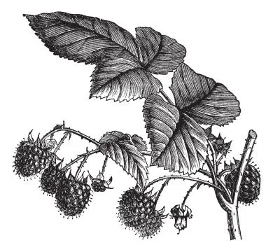 Red Raspberry or Rubus idaeus vintage engraving Stock Illustration