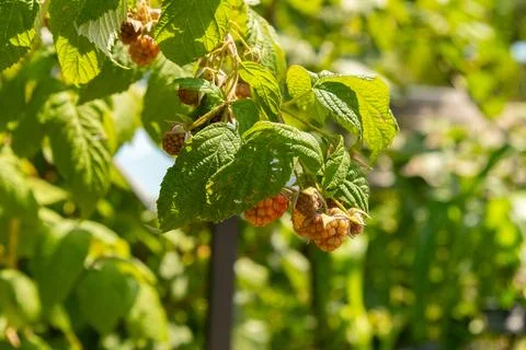Red raspberry or Rubus Idaeus autumn bliss plant in Zurich in Switzerland Stock Photos