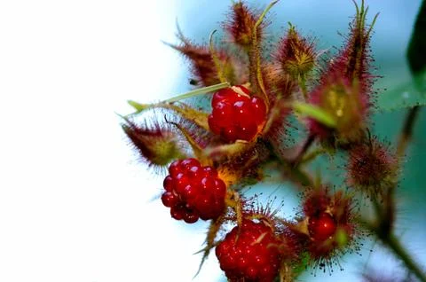 Red raspberry Stockfoto's