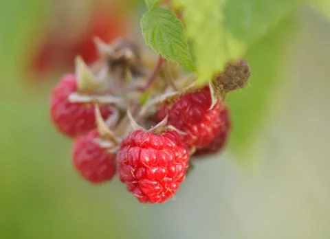 Red raspberry Stock Photos