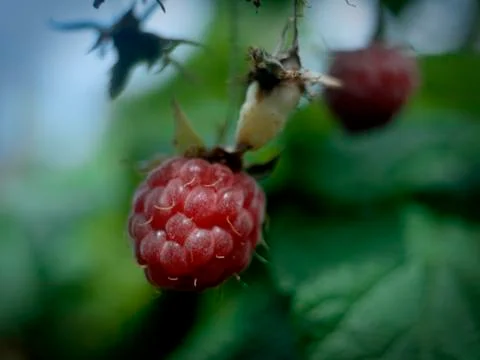 Red raspberry Stock Photos
