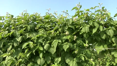 Red raspberry plantation under the open sky. Stock Footage 328457726
