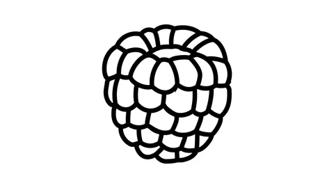 Red raspberry ripe fruit line icon animation Stock Footage 224424236
