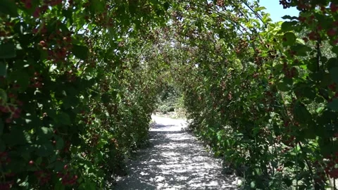 Red Raspberry, Rubus, Rosacea plants Stock Footage 248830135