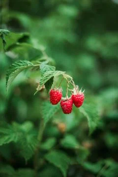 Red raspberry on the vine. Foto stock