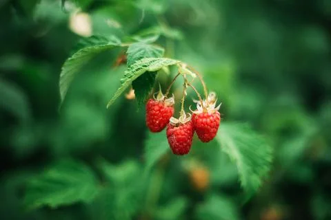 Red raspberry on the vine. Stock Photos