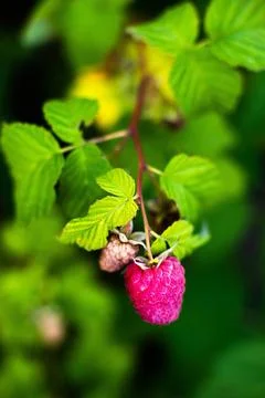 Red raspberry on the vine. Stock Photos