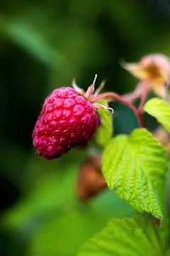 Red raspberry on the vine. Stock Photos