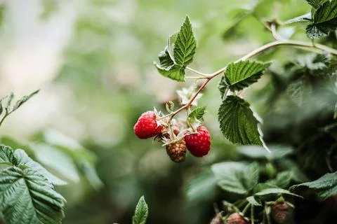 Red raspberry on the vine. Stock Photos