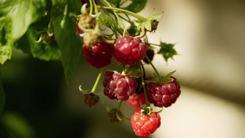 Red raspberry waves on a wind Stock Footage 163018442