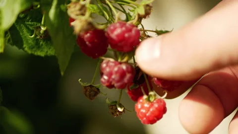 Red raspberry waves on a wind Stock Footage 164592639