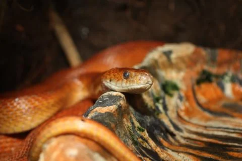 Red rat snake Stock Photos