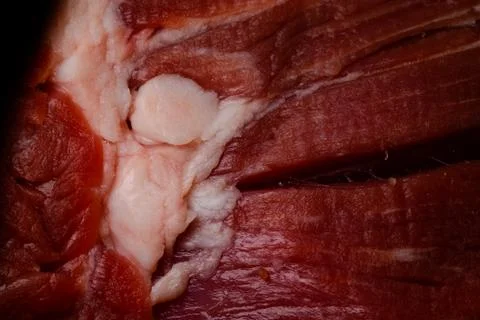 Red raw beef meat with chunk of fat Stock Photos