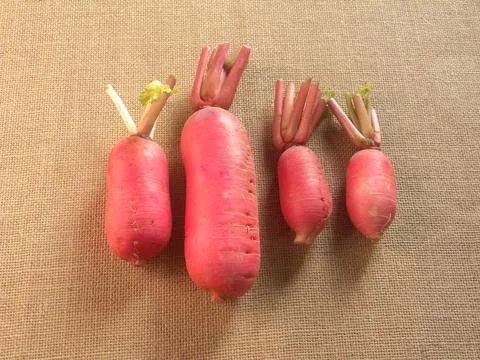 Red raw whole Radish root Stock Photos
