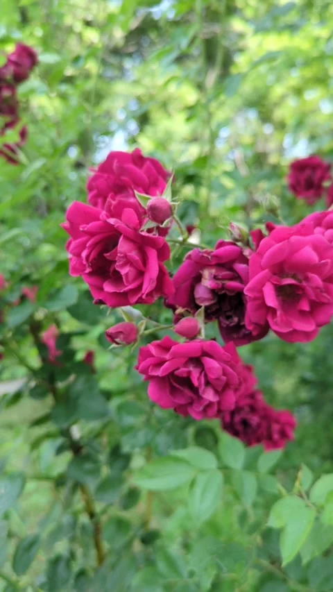 Red red rose Stock Footage 300878153