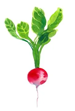 Red redish Stock Illustration